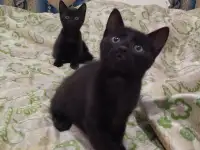 Котята мальчики и девочки ,воспитаны заботливой мамой,ходят на лоток, ласковые и игривые, фотография 6