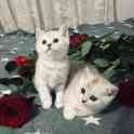 Котята, фотография 7