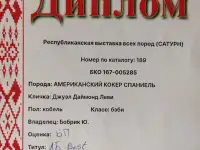 Щенок американского кокер-спаниеля, фотография 5