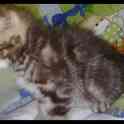 Шотландские котята(котёнок) скоттиш фолд+ ПОДАРОК!!!, фотография 9