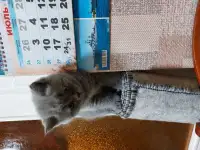 Британские котята, фотография 2