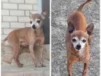 Пропала собака