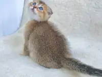 Шотландские котята ЗОЛОТАЯ ШИНШИЛЛА, фотография 10