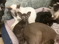 Ориентальные котята, фотография 8