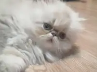 Продажа персидских котят