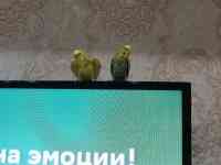 Попугац, фотография 6