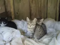 Очень нужна помощь в спасение котят. Передержка или дом! Котята в дар! Лесной, черный окрас! СОС!