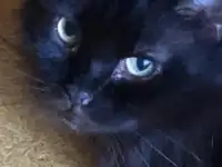 Нужна помощь! Коты ищут дом или передержку! Сос, фотография 3