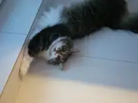 Кот Тоша в добрые руки!, фотография 6