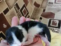 Котята в дар