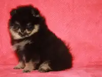 Мальчик померанского шпица