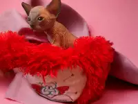 Котята канадского сфинкса, фотография 4