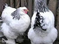 продам цыплят редких пород, фотография 3