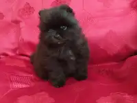 Девочка померанского шпица