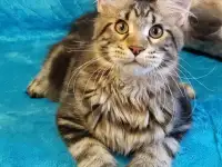 Котят Мейн Кун, фотография 5