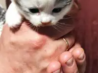 Маленькие кошечки, фотография 2