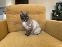 Очень красивая кошечка Тая в дар, фотография 9