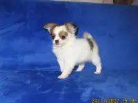 чихуахуа щенок