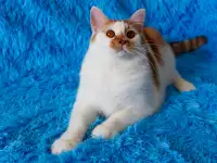 Красивый Котя с янтарными глазками ищет семью!, фотография 4