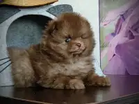 Померанский шпиц, щенки. Мини мишки, фотография 8