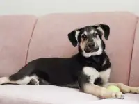 Щенок в дар