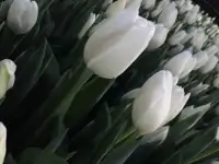 Тюльпаны опт красные. Документы., фотография 5