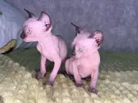 Кошечки канадского сфинкса