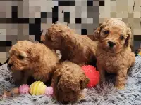 Той пудель девочки и мальчики, фотография 4