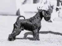 Щенки цвергшнауцера, фотография 7