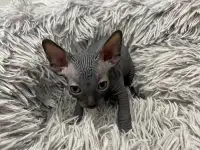 Котята канадского сфинкса, фотография 4