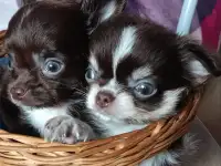 Чихуахуа мини ,мальчики, фотография 8