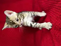 Бенгальские котята, фотография 10