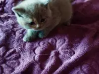 Шотландские котята. Скоттиш-страйт, фотография 5