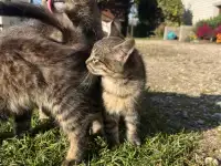 Котята в добрые руки, фотография 7