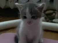 Котенок, мальчик