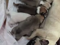Французские бульдоги, фотография 2