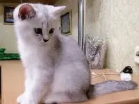 Британские серебристые котята, фотография 2