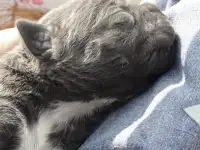 Щенки Кане Корсо, фотография 2