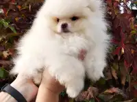 Померанский шпиц