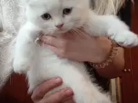 Шотландские котята, фотография 7