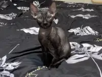 Корниш-рекс котята, фотография 9