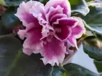 Фиалки(детки), фотография 4