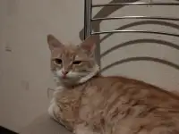 Котенок