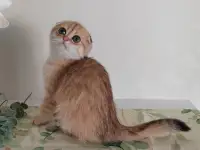 Шотландские котята, фотография 3