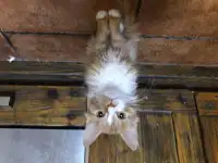 Котята, фотография 7
