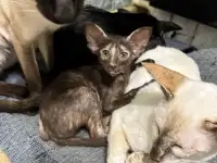 Ориентальные котята, фотография 3