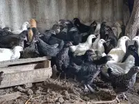 Куры несушки молодушки, фотография 4