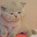 Британские чистокрновные котята!!!, фотография 2