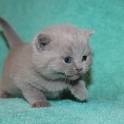 Британские чистокрновные котята!!!, фотография 3
