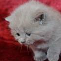 Британские чистокрновные котята!!!, фотография 4